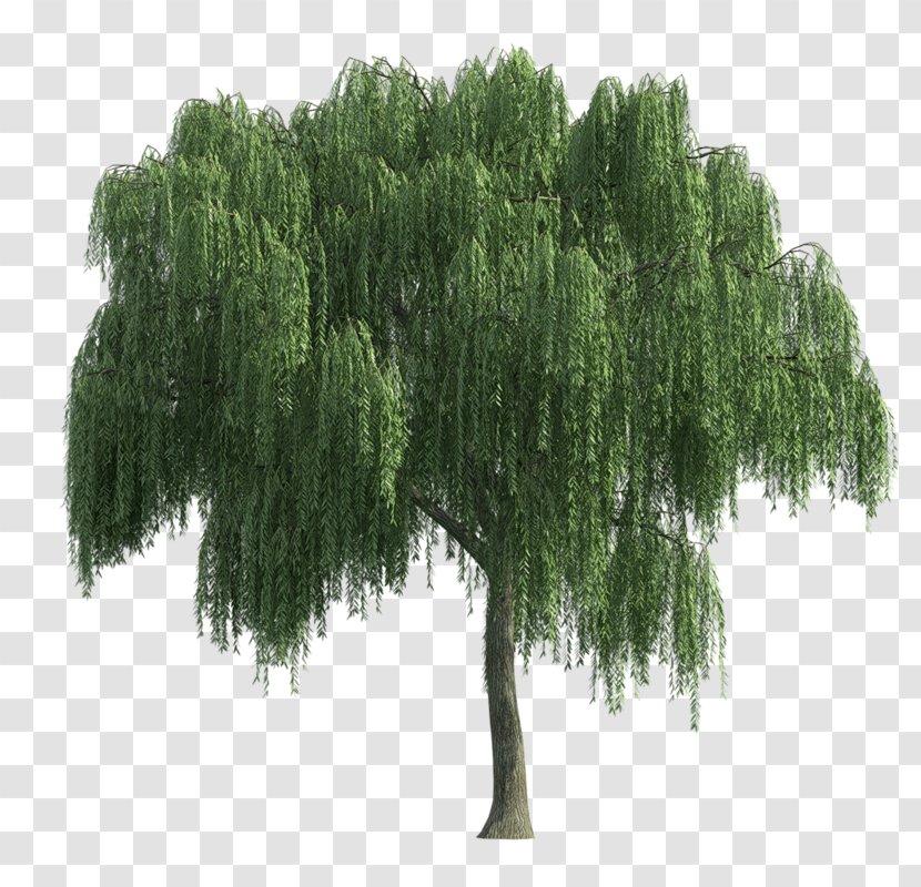 Tree - Christmas - Biome Transparent PNG