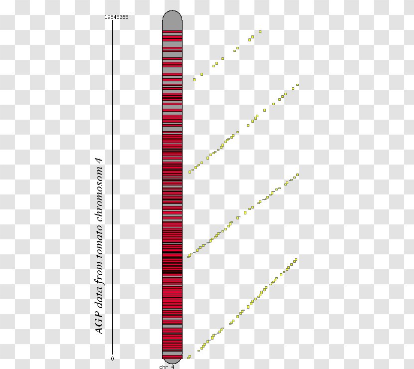 Line Angle Chromosome 4 Font Transparent PNG