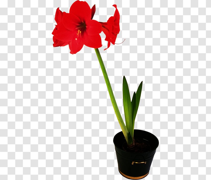 Flower Amaryllis Hippeastrum Clip Art - Plant Transparent PNG