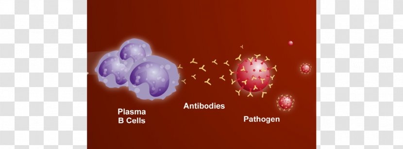 Plasma Cell B Antibody White Blood - Violet - Nose And Virus Cells Transparent PNG