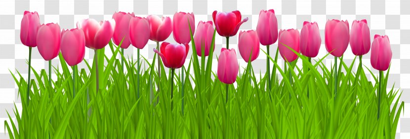 Parrot Tulips Graphics Clip Art - Flower - Grass With Pink Image Transparent PNG