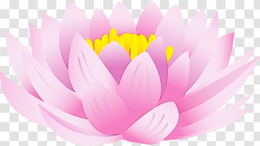 Lotus - Yellow - Plant Transparent PNG