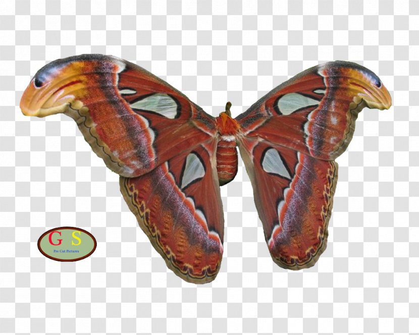 Silkworm Butterflies And Moths - Vlinder Transparent PNG