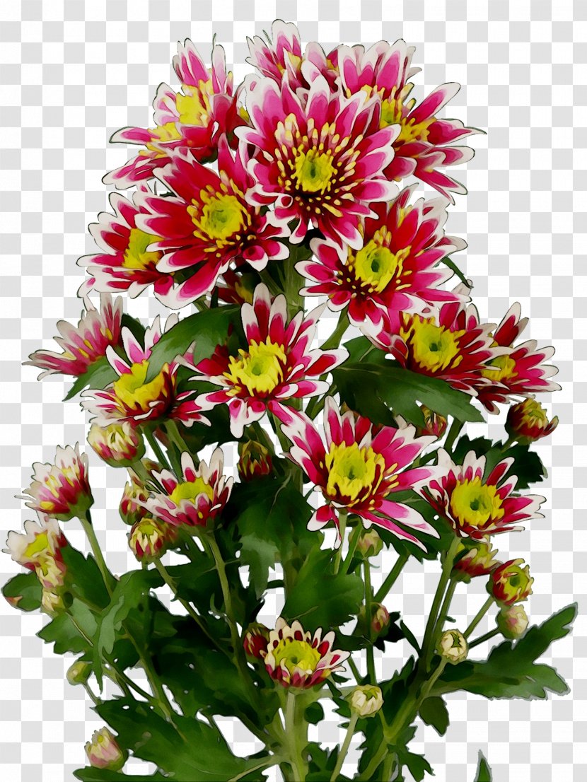 Chrysanthemum Cut Flowers Floral Design Aster - Bouvardia - Daisy Family Transparent PNG