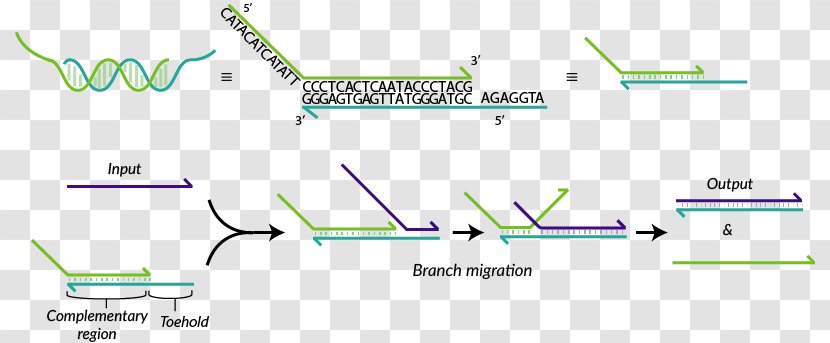 Line Green Point - Text - Dna Strand Transparent PNG