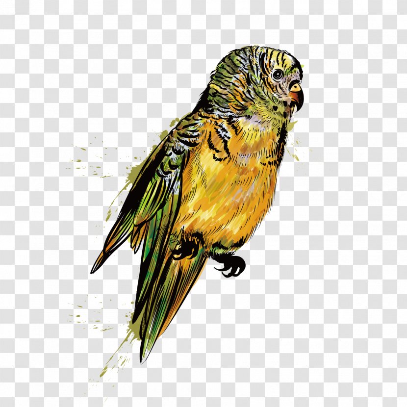 Parrot Bird Budgerigar Illustration - Cartoon - Vector Small Transparent PNG