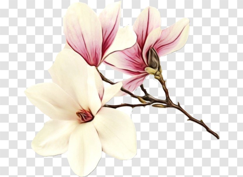Family Tree Background - Flower - Chinese Magnolia Herbaceous Plant Transparent PNG