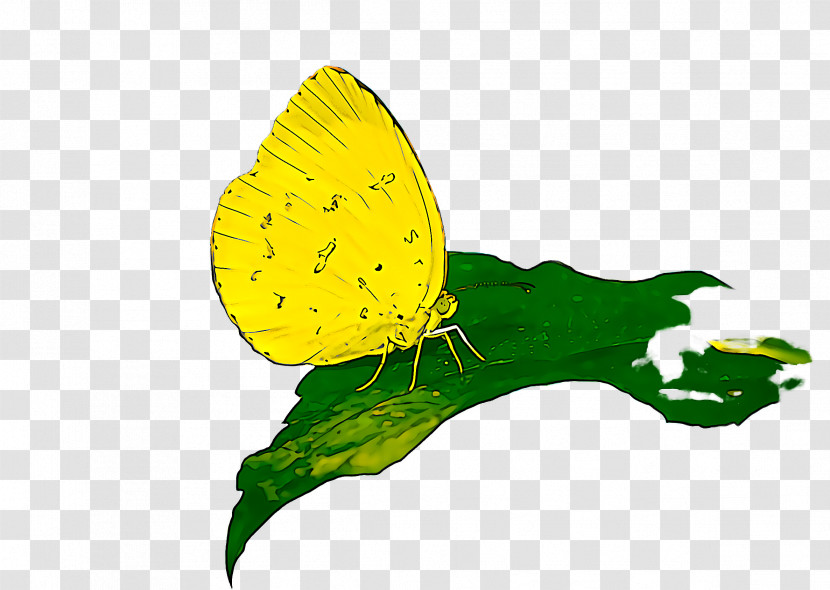 Butterfly Leaf Yellow Green Insect Transparent PNG