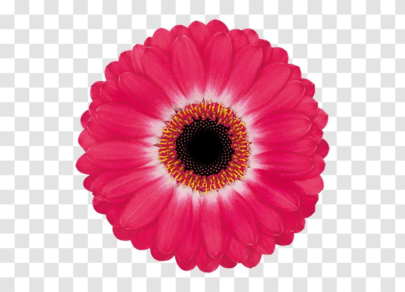 Greeting & Note Cards Father's Day Birthday Wish - Annual Plant - Gerbera Transparent PNG