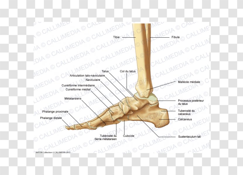 Finger Foot Lateral Bone Anatomy - Silhouette - Pelvis Transparent PNG