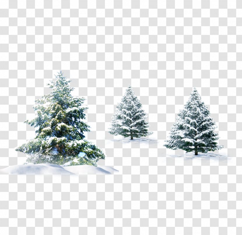 Christmas Tree Gift Wallpaper - Decoration - Snow Pine Transparent PNG