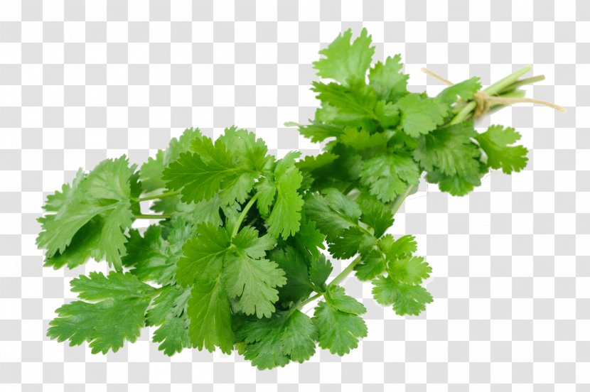 Coriander Stock Photography Image Royalty-free Food - Fresh Transparent PNG