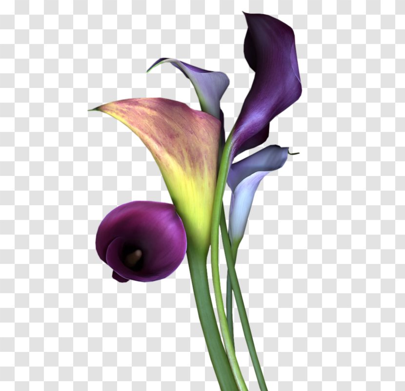 Flower Bouquet Mauve Violet Lavender - Cut Flowers Transparent PNG