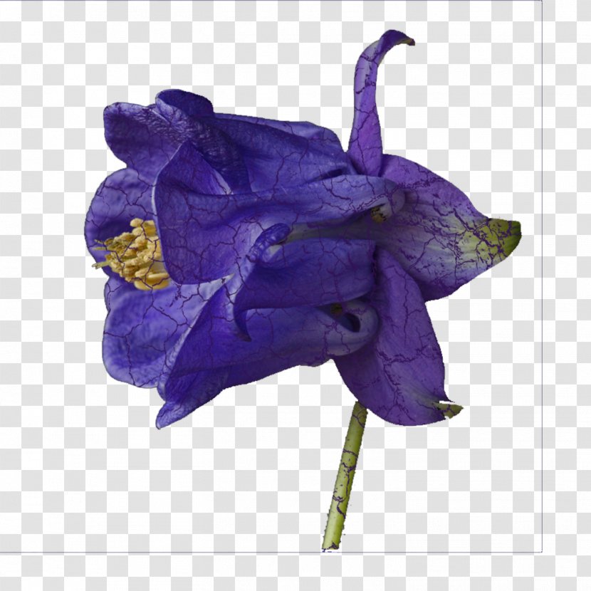 Flower Violet Purple Lavender Lilac - Blue Transparent PNG