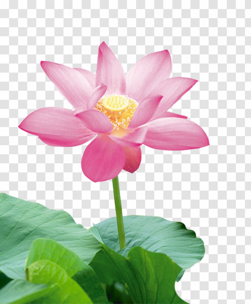Nelumbo Nucifera Icon - Plant - Lotus Transparent PNG