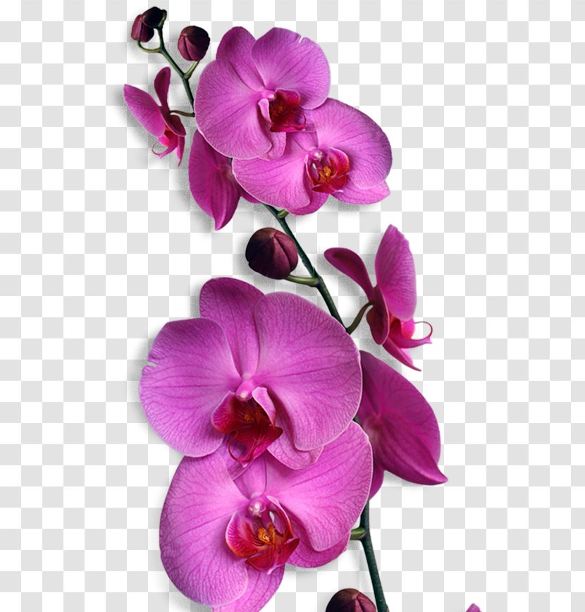 Orchids Phalaenopsis Amabilis Flower Bunga Nasional Indonesia Clip Art - Rafflesia Arnoldii - BUNGA Transparent PNG