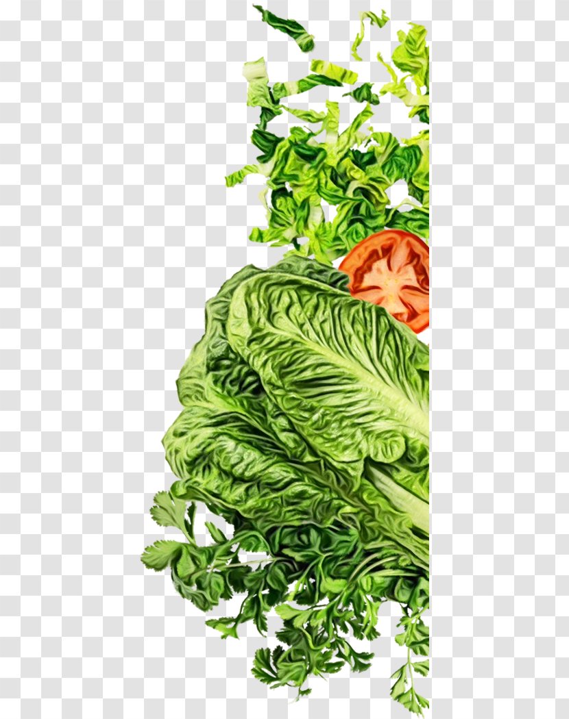 Monstera Leaf - Lettuce Sandwich - Anthurium Deliciosa Transparent PNG