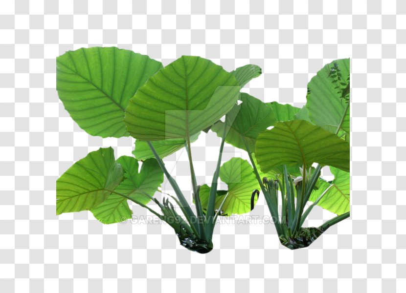 Nelumbo Nucifera Colocasia Gigantea Plant Stem Leaf Transparent PNG