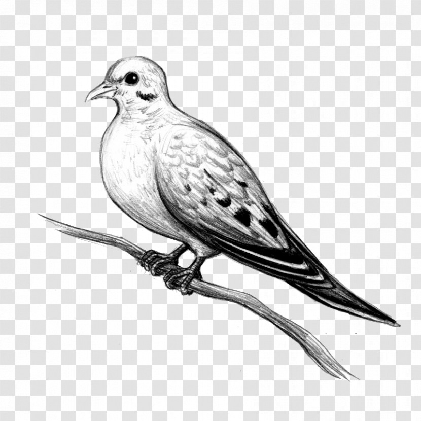 Bird Beak American Mourning Dove Drawing Stock Dove Transparent PNG