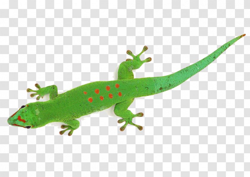 Lizard Chameleons Animation Madagascar Day Gecko - Chameleon Transparent PNG