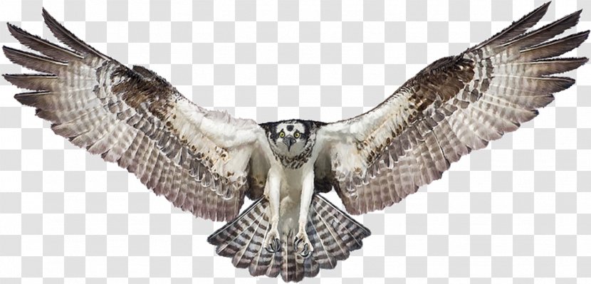 Bald Eagle Drawing Osprey - Photography Transparent PNG