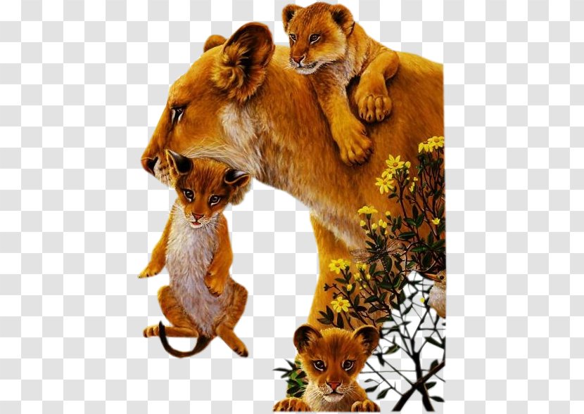 Lion Cat Tiger Animal - Fur - AFRIQUE Transparent PNG