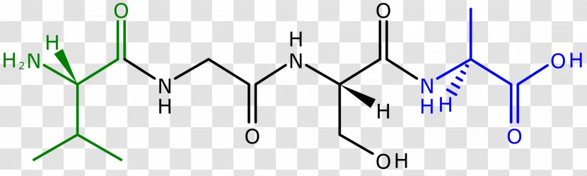 Peptide Bond Chloroplast Synthesis Cyclic - Amino Acid - Glucagonlike Peptide2 Transparent PNG