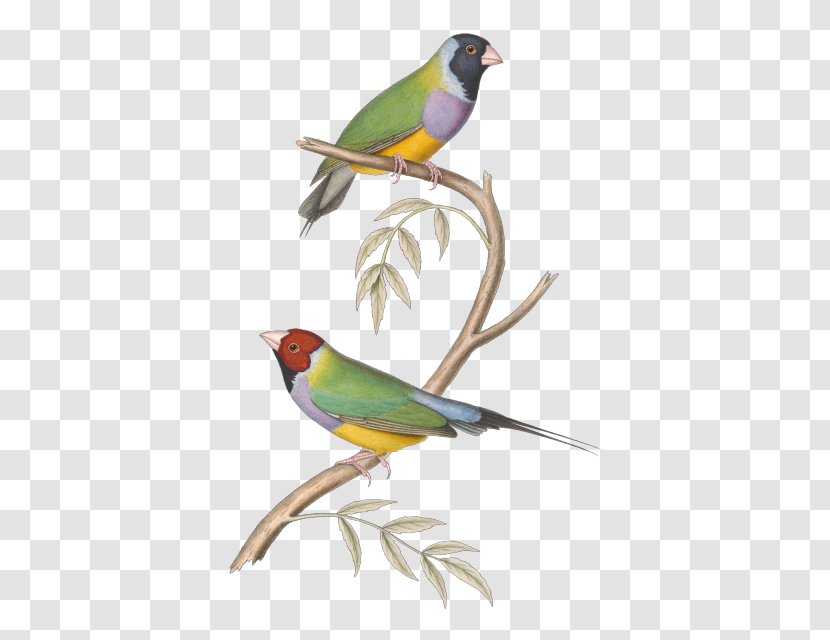 Finches Bird Paper Drawing Clip Art - Parakeet Transparent PNG