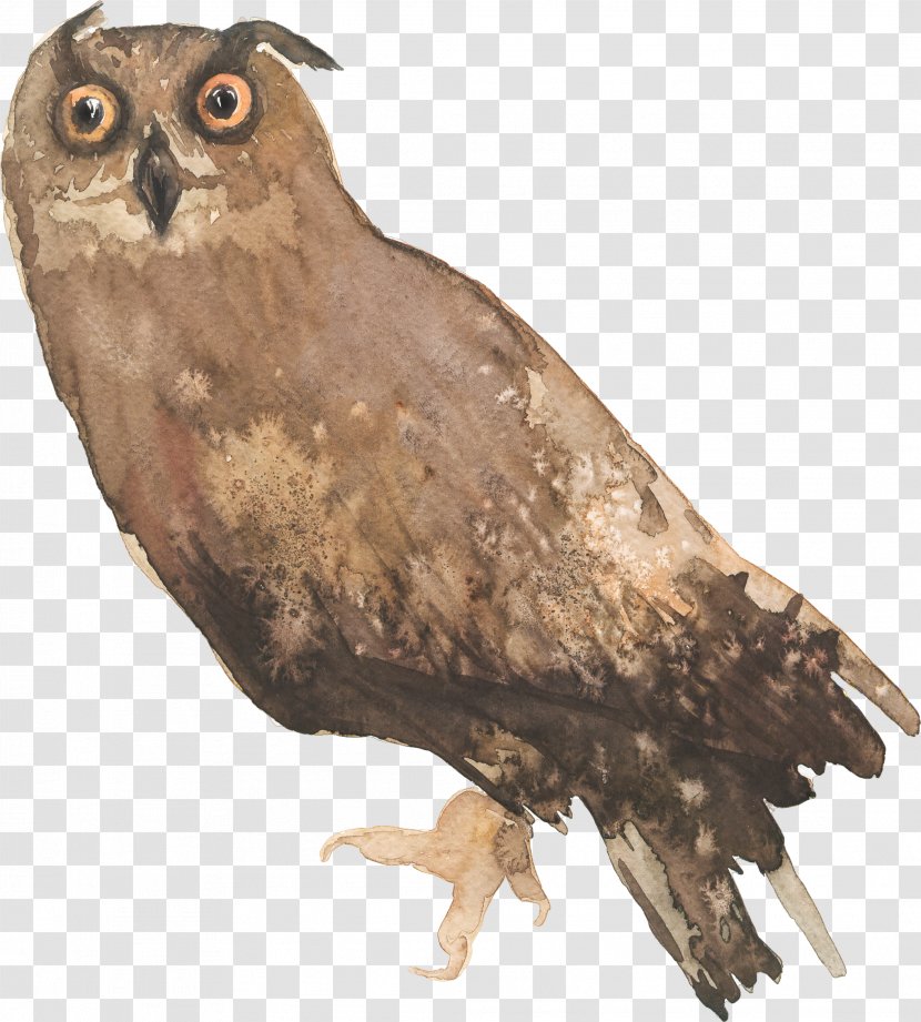 Owl Bird Clip Art - Hawk Transparent PNG
