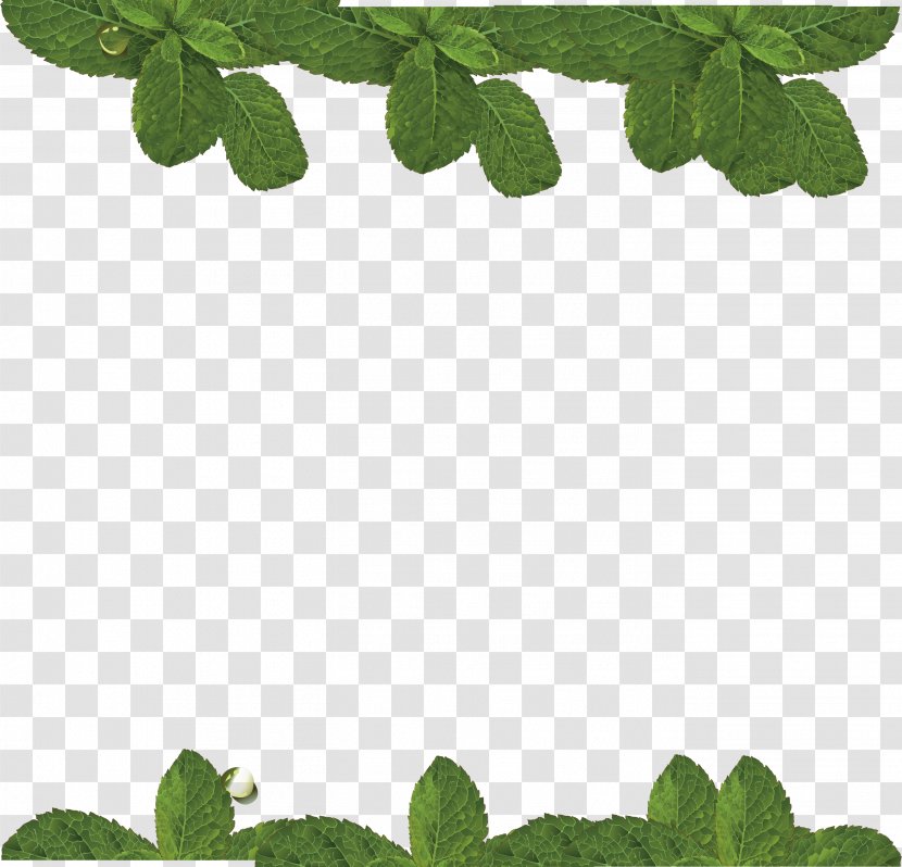 Water Mint Leaf - Grass - Vector Transparent PNG