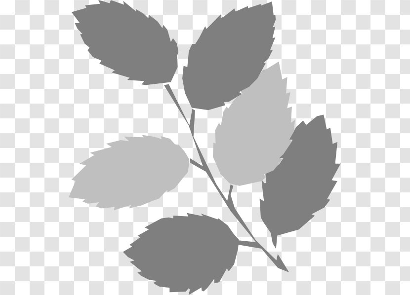 Leaf Green Clip Art - Branch - Grey Transparent PNG