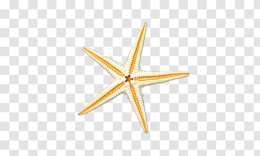 Starfish Sea Illustration - Gratis - Pictures Transparent PNG