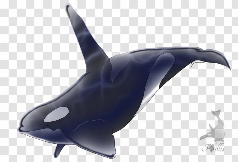 Killer Whale Common Bottlenose Dolphin Shark Marine Biology Transparent PNG