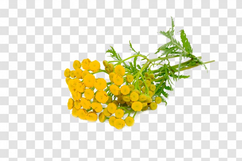 Essential Oil Tansy Fragrance Everlasting Flowers - Food - Lime Transparent PNG
