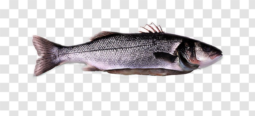 Fish Bass Products Oily - Rayfinned Herring Transparent PNG