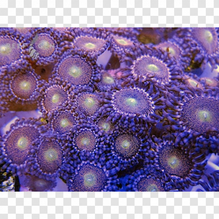 Stony Corals Sea Anemone Coral Reef - Sneeze Transparent PNG