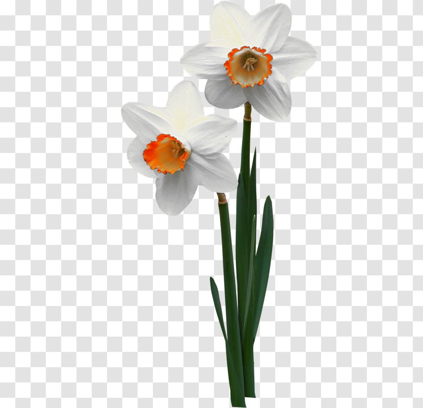 Jonquille Flowerpot Narcissus ×incomparabilis - Plant - Flower Transparent PNG