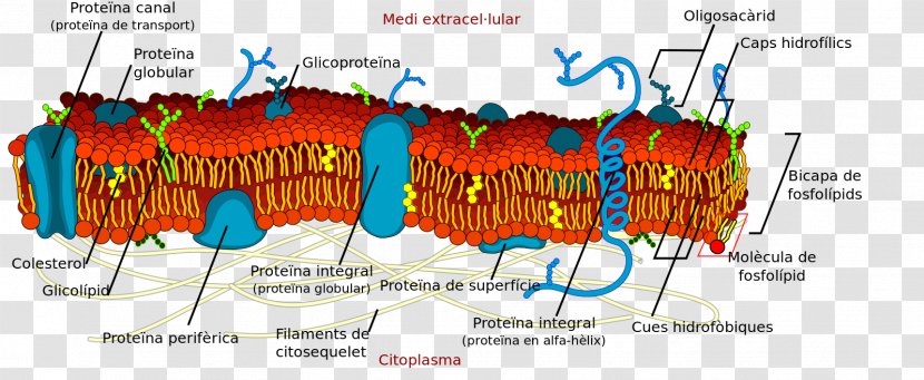 Lipid Bilayer Cell Membrane Biological Phospholipid - Eggshell And Protein Separation Transparent PNG