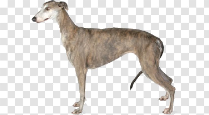 Italian Greyhound Afghan Hound Ibizan Basset - Hortaya Borzaya Transparent PNG