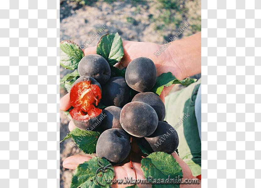 Blueberry Bilberry Damson Local Food - Fruit - Prunus Tomentosa Transparent PNG