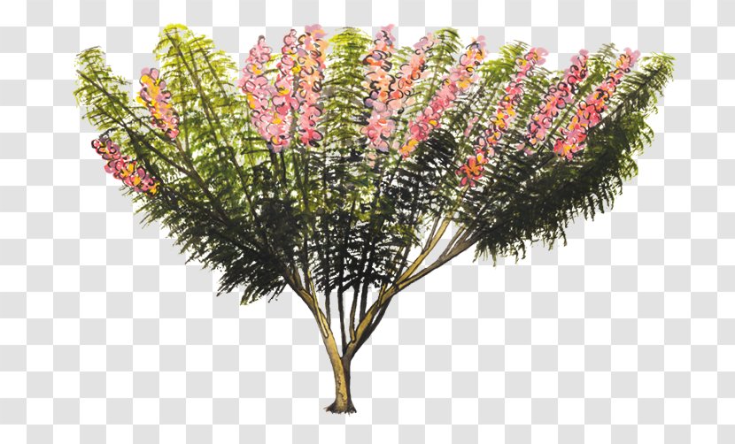 Gliricidia Sepium Branch Tree Shrub Bark - Flower Transparent PNG