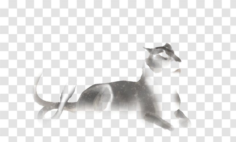 Whiskers Lion Felidae Kitten Canidae Transparent PNG