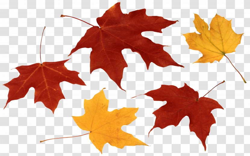 Autumn Leaf Color Clip Art Spot Fall Leaves Clipart Transparent Png