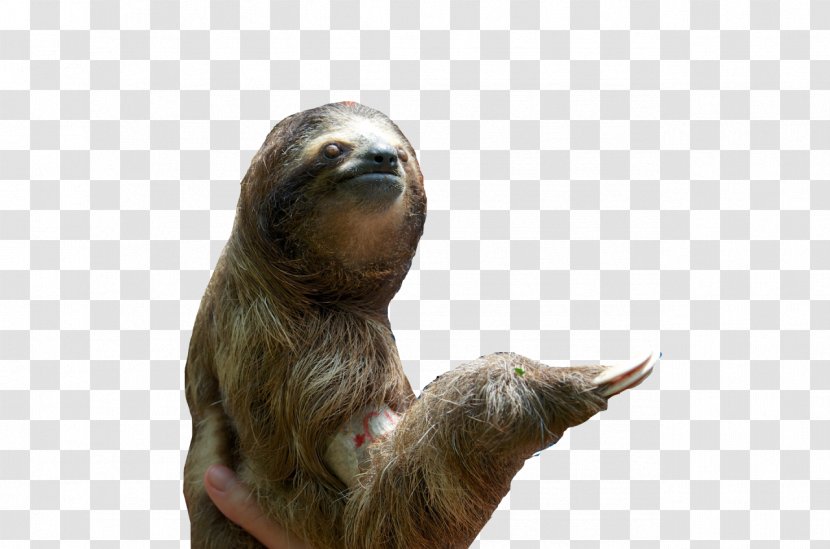 Baby Sloths Dog Mammal Hoffmann's Two-toed Sloth - Threetoed - Monkey Drawing Transparent PNG