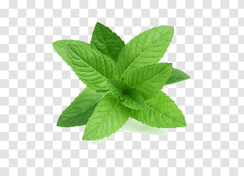 Peppermint Mentha Spicata Herb Mint Leaf - Catnip Transparent PNG