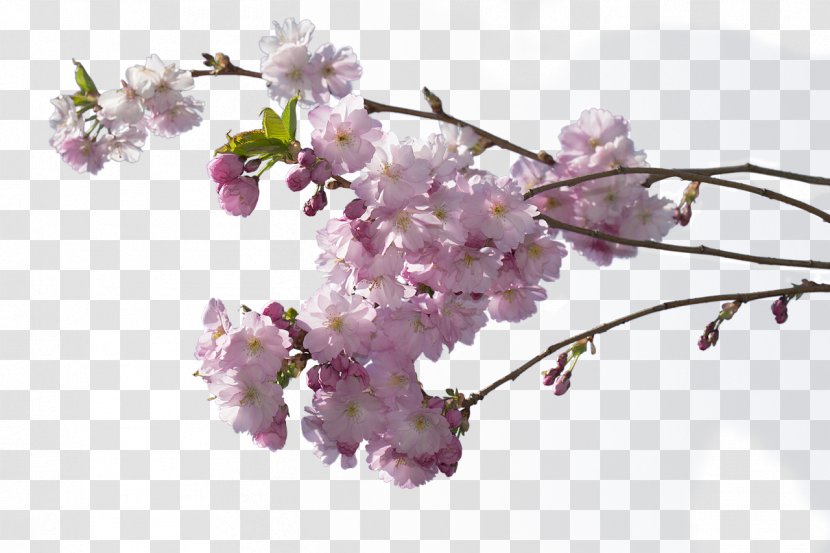 Cherry Blossom Clip Art - Branch - BLOSSOM Transparent PNG