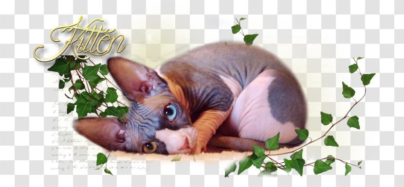 Sphynx Cat Fauna Snout - Hairless Transparent PNG