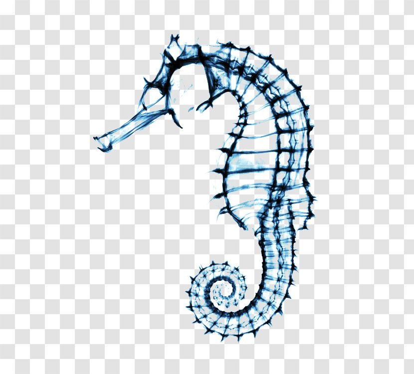Seahorse Drawing Skeleton Clip Art - Silhouette Transparent PNG