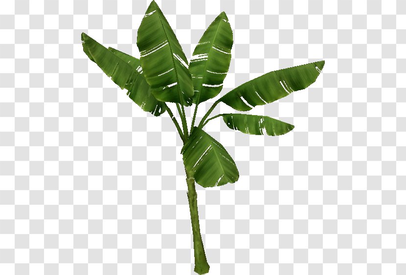 Zoo Tycoon 2 Tree Wiki Plant Temperate Forest - Branch - Banana Leaves Transparent PNG