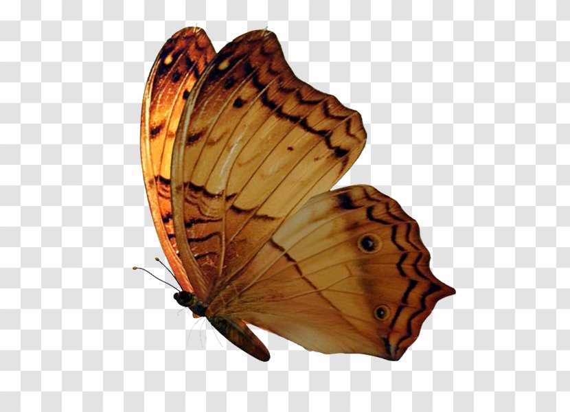 Brush-footed Butterflies Butterfly - Pollinator - Mariposas Transparent PNG